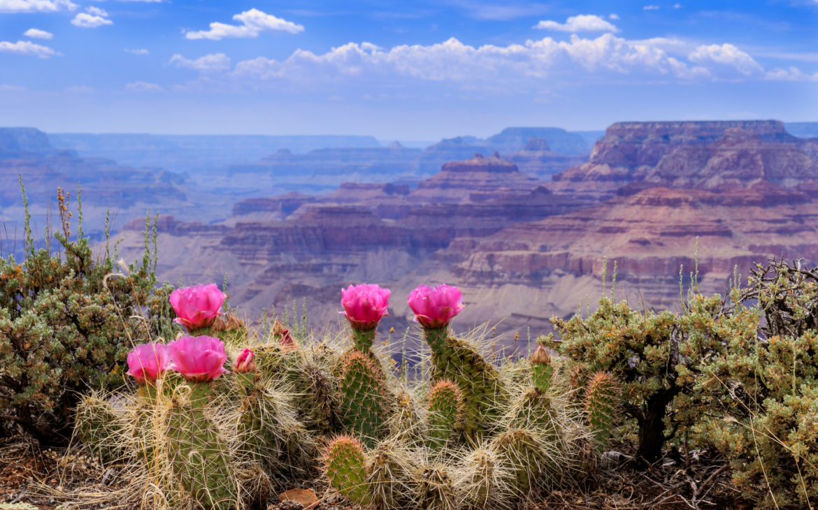 Prickly Pear Cactus Blooms on the Grand Canyon Rim.